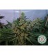 White Willow 10 u. reg. Soma Seeds