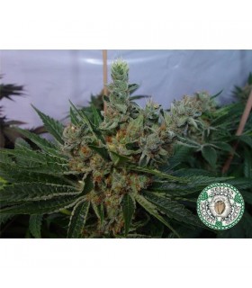 White Willow 10 u. reg. Soma Seeds