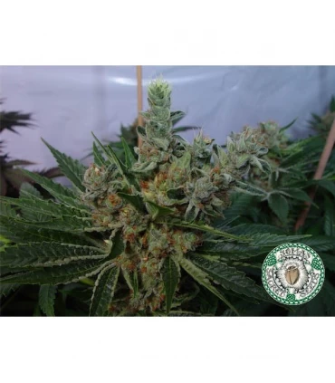 White Willow 10 u. reg. Soma Seeds