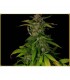 Kilimanjaro 10 u. reg. Soma Seeds