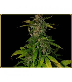Kilimanjaro 10 u. reg. Soma Seeds