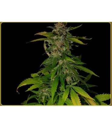 Kilimanjaro 10 u. reg. Soma Seeds