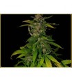 Kilimanjaro 10 u. reg. Soma Seeds