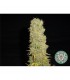 Big Kahuna 10 u. reg. Soma Seeds