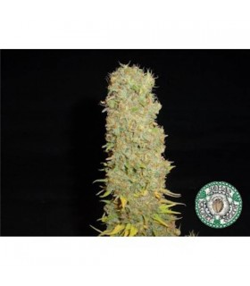 Big Kahuna 10 u. reg. Soma Seeds