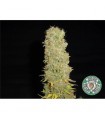 Big Kahuna 10 u. reg. Soma Seeds