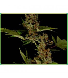 Free Tibet 10 u. reg. Soma Seeds