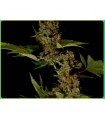 Free Tibet 10 u. reg. Soma Seeds