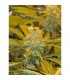 Afghan Delight 10 u. reg. Soma Seeds