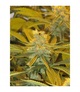 Afghan Delight 10 u. reg. Soma Seeds