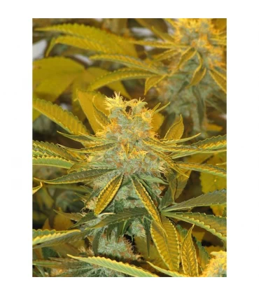 Afghan Delight 10 u. reg. Soma Seeds