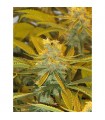 Afghan Delight 10 u. reg. Soma Seeds