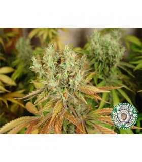 NYC Diesel 10 u. reg. Soma Seeds