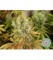 NYC Diesel 10 u. reg. Soma Seeds