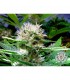 Buddha Sister 10 u. reg. Soma Seeds