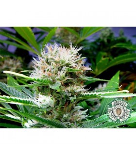 Buddha Sister 10 u. reg. Soma Seeds