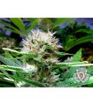 Buddha Sister 10 u. reg. Soma Seeds