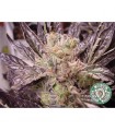 Lavender 10 u. reg. Soma Seeds