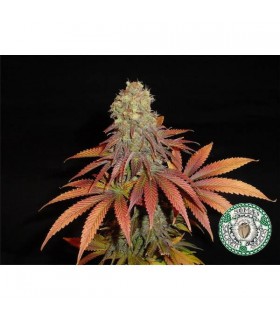 Rock Bud 10 u. reg. Soma Seeds