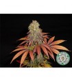 Rock Bud 10 u. reg. Soma Seeds