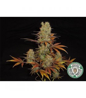 Somango  10 u. reg. Soma Seeds