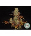 Somango  10 u. reg. Soma Seeds