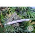 White Light 10 u. reg. Soma Seeds