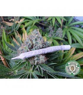 White Light 10 u. reg. Soma Seeds