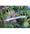 White Light 10 u. reg. Soma Seeds