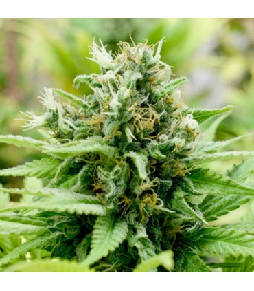 Auto Jack-Matic - Black Skull Seeds. - Kayamurcia.es
