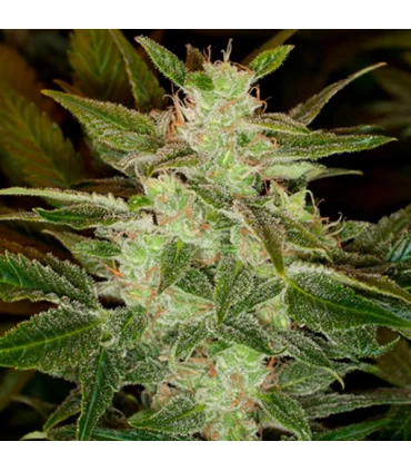 Auto Speed Haze - Black Skull Seeds. - Kayamurcia.es