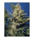 Chocolate Chunk 10 u. reg. T.H. Seeds