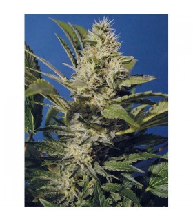 Chocolate Chunk 10 u. reg. T.H. Seeds