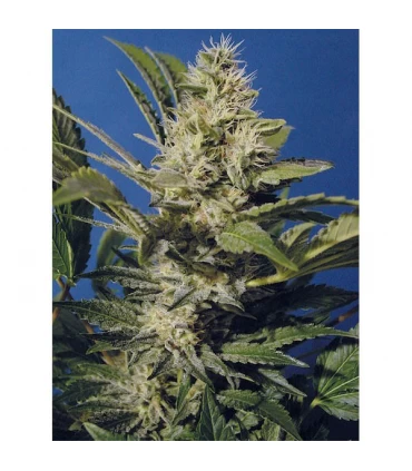 Chocolate Chunk 10 u. reg. T.H. Seeds