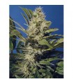 Chocolate Chunk 10 u. reg. T.H. Seeds