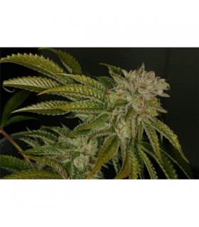 Mk - Ultra 10 u. Reg. T.H. Seeds