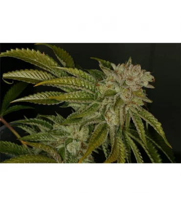 Mk - Ultra 10 u. Reg. T.H. Seeds