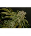 Mk - Ultra 10 u. Reg. T.H. Seeds