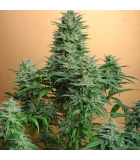 Papaya 10 u. reg. Nirvana