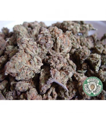 Amnesia Haze 10 u. reg. Soma Seeds