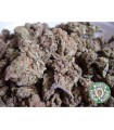 Amnesia Haze 10 u. reg. Soma Seeds