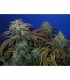 Heavy Duty  Fruity 10 u. reg. T.H. Seeds