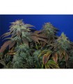 Heavy Duty  Fruity 10 u. reg. T.H. Seeds
