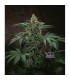 Bubblegum 10 u. reg. T.H. Seeds