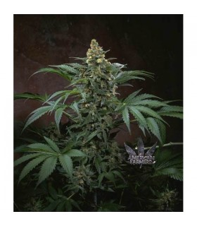 Bubblegum 10 u. reg. T.H. Seeds