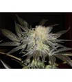 Mendocino Madness 10 u. reg. T.H. Seeds