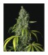 S.A.G.E. 10 u. reg. T.H. Seeds