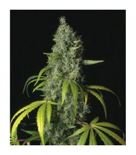 S.A.G.E. 10 u. reg. T.H. Seeds