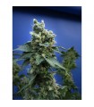 S.A.G.E. N Sour 10 u. reg. T.H. Seeds