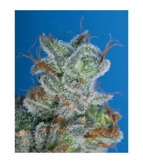 Burmese Kush 10 u. reg. T.H. Seeds